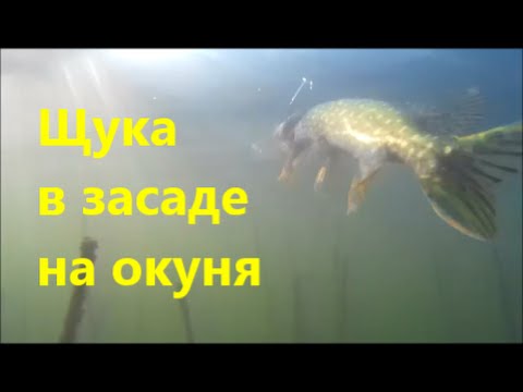 Рыбалка. Щука в засаде на окуня. Подводная сьемка . Pike in wait on a perch Underwater filming