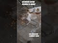 bezubaan kiSeva bejuban ki awaaz street dog animal prayagraj