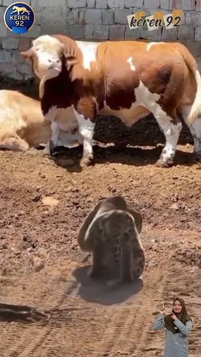 Sapi ngamuk campur panik geleng geleng kepala melihat kedatangan macan tutul #animals #shorts