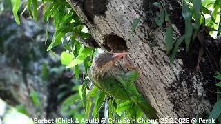 Lineated Barbet (Chick & Adult) @ Chiu S C DSCN2863