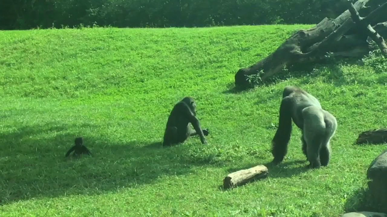 Baby Gorilla August 10 YouTube