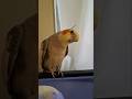 Cockatiels #birds