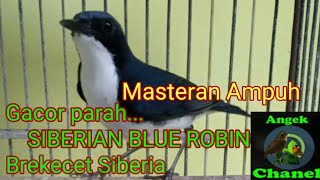 SUARA BURUNG SIBERIAN BLUE ROBIN / brekecet siberia