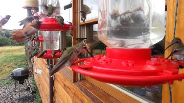 Hummingbird swarm
