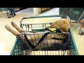 I would die laughing for these FUNNIEST Dogs - Funny and Cute Golden Retriver