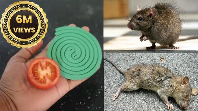 RDGM - Piège à Rats Super Astucieux en 2 min. Permet de piéger beaucoup de  rats en même temps ! 