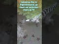 Indominus Rex vs Giganotosaurus in the extinction moors #jurassicworldevolution3