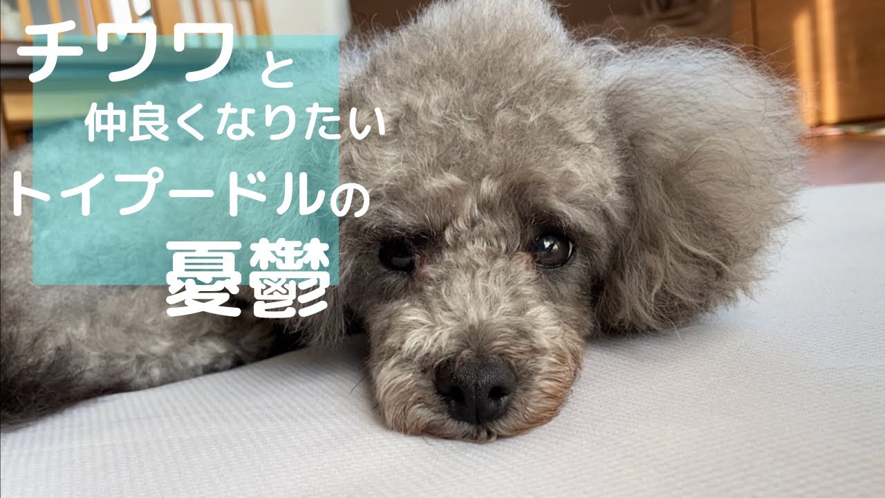 トイプードルとチワワの相性は 積極的に仲良くなろうと試みるトイプードル Youtube