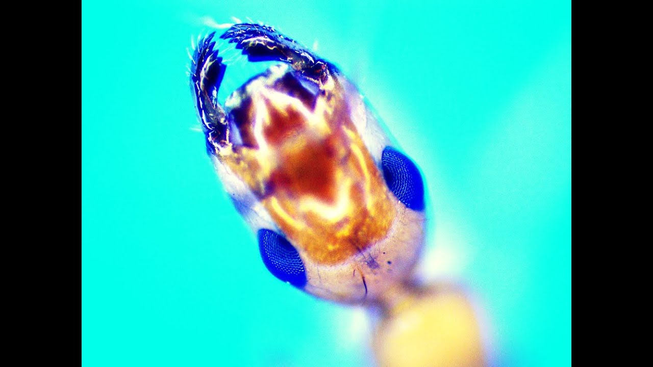 ANTS!!! Viewed at 90X Magnification - YouTube