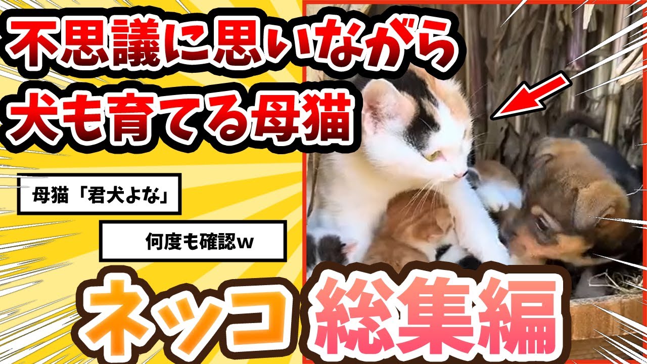 【2ch動物スレ】子猫の中にイヌが紛れている→不思議に思いながら育てるママ猫ｗｗｗ/ネッコ300選‼
