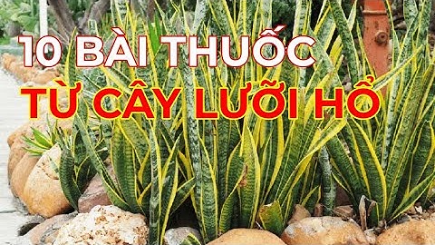 10 Bài thuốc DỄ ÁP DỤNG chữa BỆNH từ CÂY LƯỠI HỔ| Dược liệu Quý Việt Nam