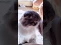 モフれアピールの最上級のゴロンをする猫