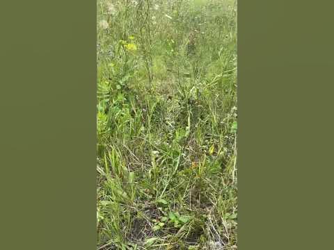 Больше о маскировке на канале #сво #маскировочныесети #маскировка - YouTube