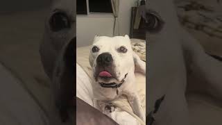 Precious Dog Excited for Tasty Treats
