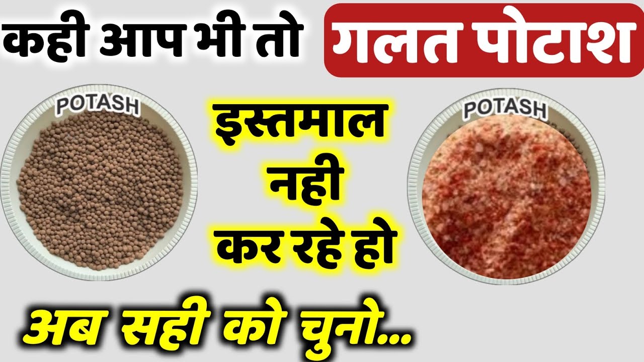 सबसे अच्छा पोटाश कौन सा है? Fasal me kon sa potash dale ? Mop vs