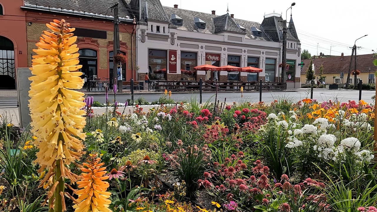 KISKUNMAJSA: ISMÉT FÁSÍTÁSI ÉS VIRÁGOSÍTÁSI PROGRAMOT INDÍT A VÁROS