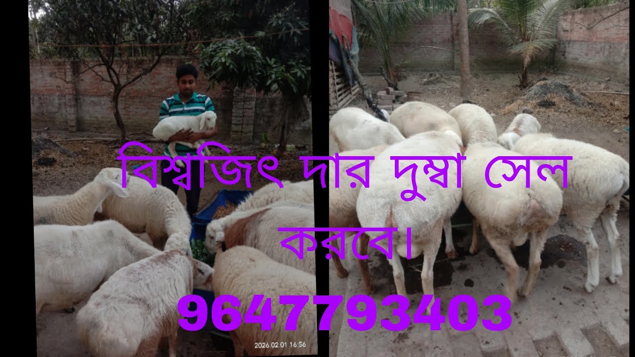 বেতাই এর বিখ্যাত দুম্বা
