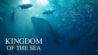 Download Lagu 【BEAUTIFUL AMBIENT】 Kingdom of the Sea - Piano \u0026 Ambient Song, Underwater Themed BGM 「BigRicePiano」 MP3