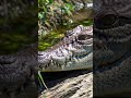 diam tapi mengawasi #fypviral #fypage #wildlife #viralvideo #snake #crocodile #buaya #aligators