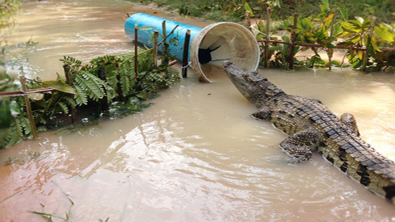 Creative Boy Make Best Crocodile Trap Using Big PVC Pipe That Work 100% - How To Catch Crocodile