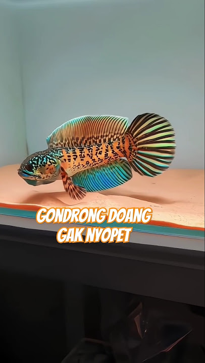 AURANTI JUARANYA GONDRONG GALAK #aurantimaculata #auranti #channaauranti #shortvideo #snakehead