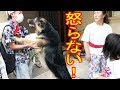 大型犬シェパードの一日子供達を怒らないでねぇー