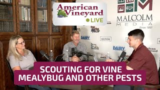 American Vineyard Live - Scouting for Vine Mealybug and Other Pests