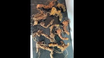 5 Lạng củ sâm rừng ngâm mật ong ngon chất lượng mà rẻ 0377965679 e Nguyệt