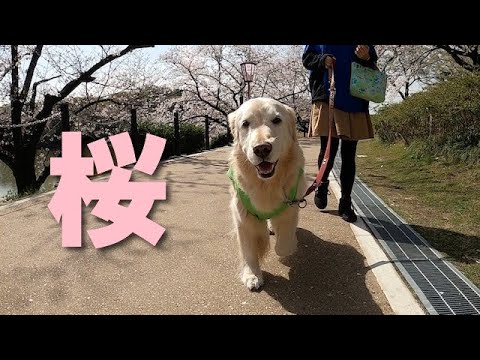 桜は綺麗でゴールデンレトリバーのはっちは可愛いね Youtube