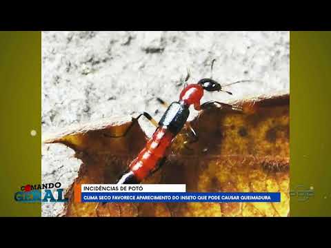 Comando Geral -A aridez do clima propicia o surgimento do potó que pode provocar queimaduras.
