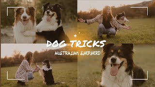 AMAZING DOG TRICKS/PSÍ TRIKY (AUSTRALIAN SHEPHERDS)