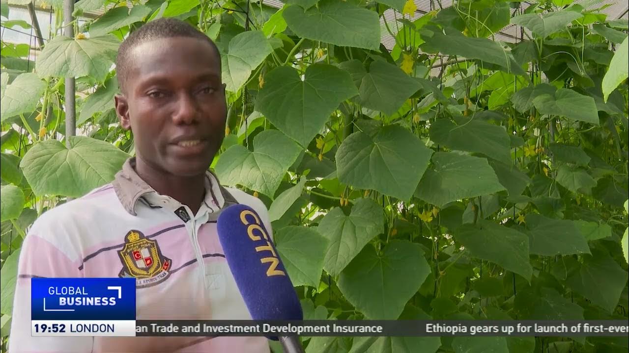 Farmers in Ghana adopt alternative methods due to farmland scarcity