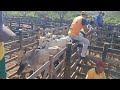 DESEMBARCO DO GADO NA VÉSPERA DE FEIRA EM TABIRA 16/06/2026