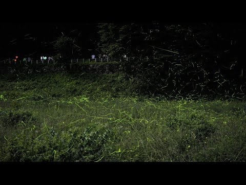 19年第71回辰野ほたるまつり ほたる童謡公園でゲンジボタル乱舞 Youtube 19年第71回辰野ほたるまつり ほたる童謡公園でゲンジボタル乱舞 Youtube
