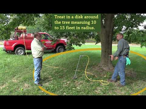Video: Tree Feeder Root Information – Was tun Feeder Roots?