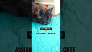 2023 Cute Cat Videos Compilation 😹🥹 | Maine Coons Cats #funnycatvideos by SlowBlink Maine Coons 431 views 7 months ago 1 minute, 45 seconds