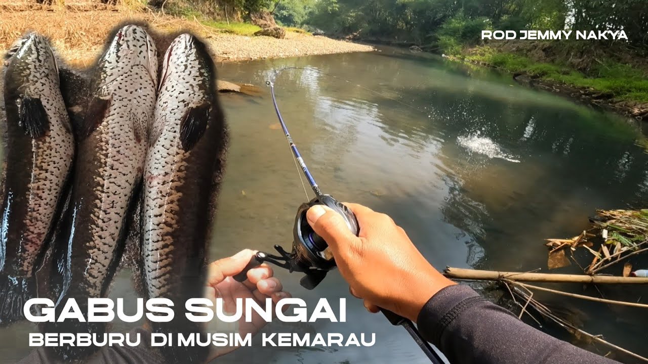 AIR SUNGAI MULAI SURUT‼️SAAT NYA MANCING IKAN GABUS