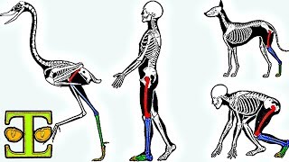 Is Comparative Anatomy Evidence for Evolution?