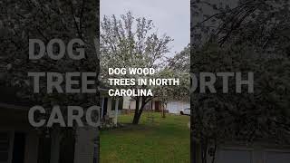 SPRING DOG WOOD TREE IS NORTH CAROLINA SO BEAUTIFUL