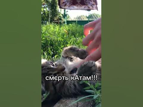 #КАти/#Смерть катам/#війнатриває #войнаукраина #рекомендаци#шортс - YouTube