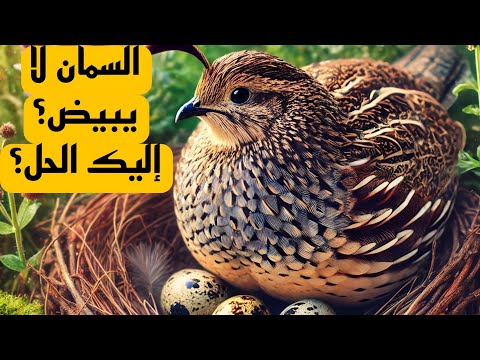 عندك سمان لا يبيض اليك الحل الأسباب و الحلول