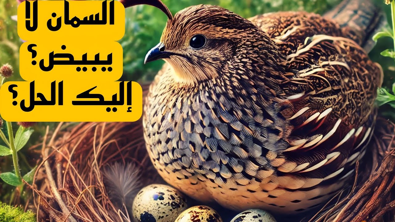 عندك سمان لا يبيض؟ اليك الحل؟ الأسباب و الحلول؟