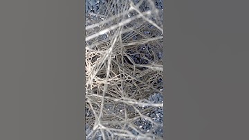 MagnetOs™ Flex Matrix | MoA Animation