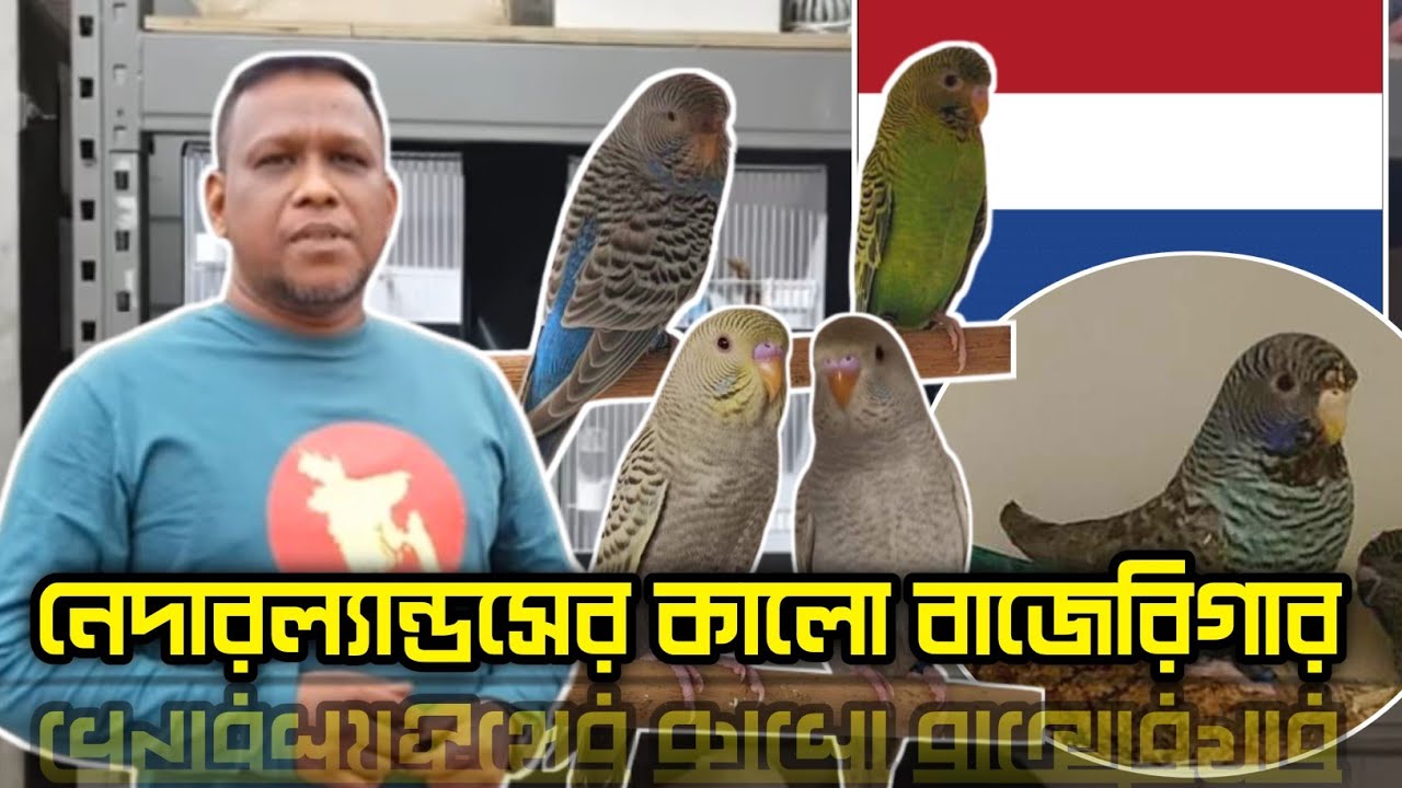 "Black Face and Black Wing Budgerigar Factory" by Roger and Henry.