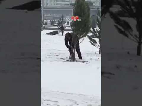 Озеленение Красноярска