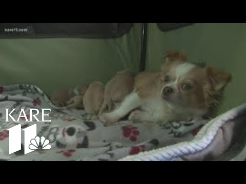 Video: Mama Dog Who Lost 2 Of Pups Her Adopts Littered Orphaned Of 6