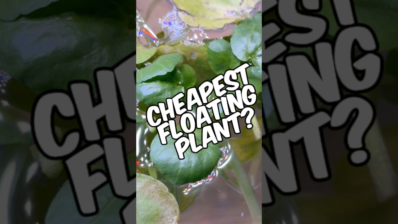 Is Watercress The Cheapest Floating Plant In The Aquarium Hobby?