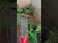 Watering my plants using shower gardening