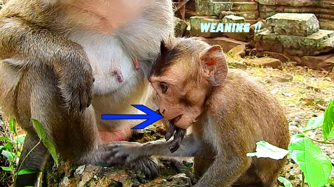 Baby David Is Big, Mom Diamond Weaning From Now,No More Milk For Him