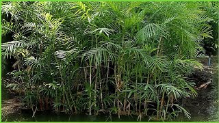 How To Grow Beautiful and Hardy Bamboo Palm Easily At Home | Hindi/Urdu